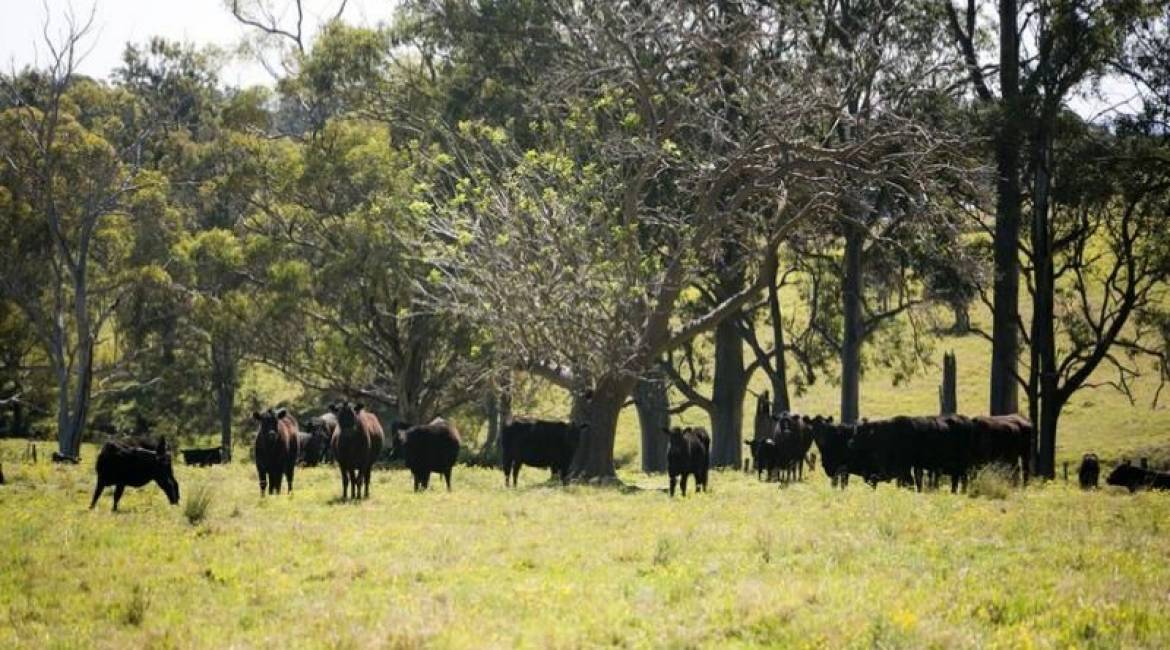 386 Blackhill Road, BLACK HILL, NSW 2322 Australia