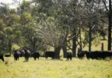 386 Blackhill Road, BLACK HILL, NSW 2322 Australia