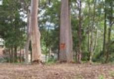 100 Dangerfield Drive, ELERMORE VALE, NSW 2287 Australia