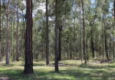 45 Black Hill Road, BLACK HILL, NSW 2322 Australia